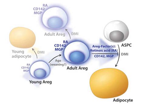 aregs|Adipogenesis.